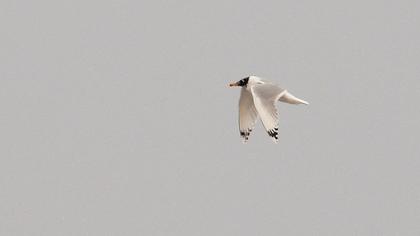 Pallas`s Gull