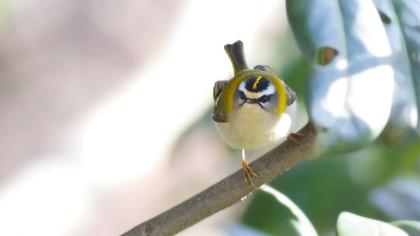 Sürmeli çalıkuşu