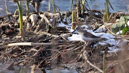 Karakarınlı kumkuşu