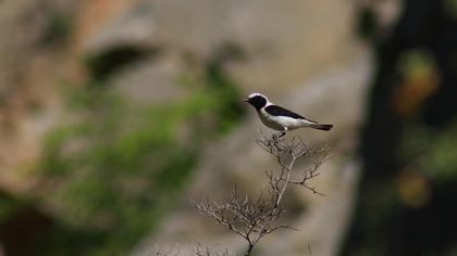 Karakulaklı kuyrukkakan