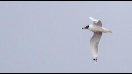 Büyük karabaş martı
