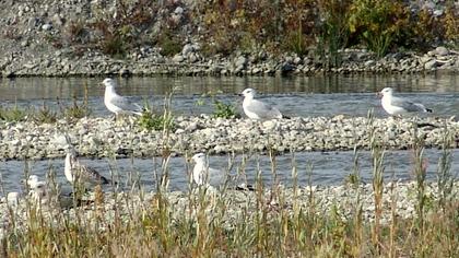 Van gölü martısı