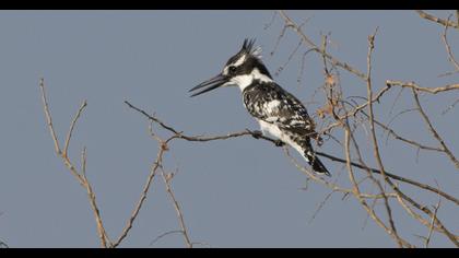 Alaca yalıçapkını