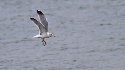 Kuzey gümüş martı
