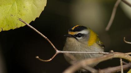 Sürmeli çalıkuşu