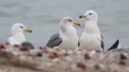 Kuzey gümüş martı