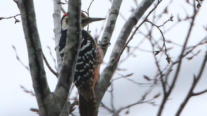 Aksırtlı ağaçkakan