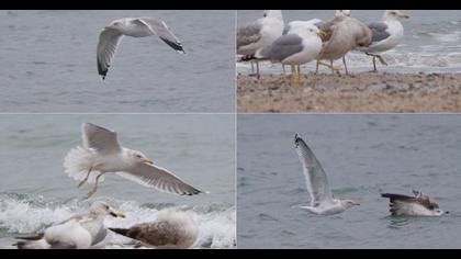 Kuzey gümüş martı