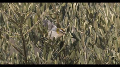 Sürmeli çalıkuşu