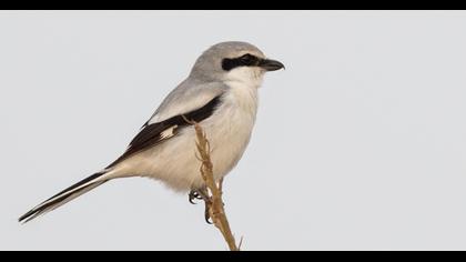 Büyük örümcekkuşu