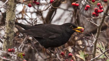 Common Blackbird