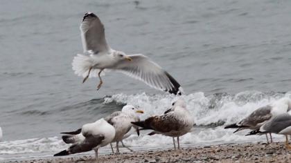 Kuzey gümüş martı