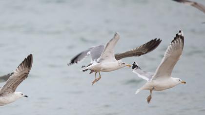 Kuzey gümüş martı