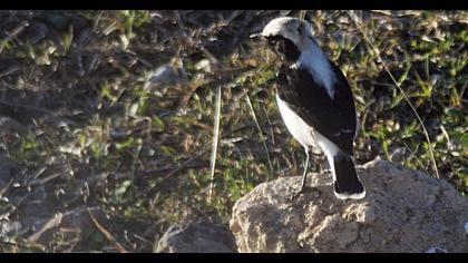 Aksırtlı kuyrukkakan
