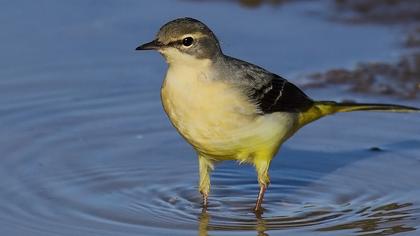 Dağ kuyruksallayanı