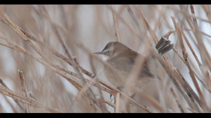 Bıyıklı kamışçın