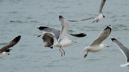 Kuzey gümüş martı