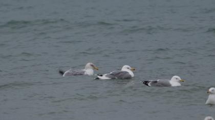 Kuzey gümüş martı