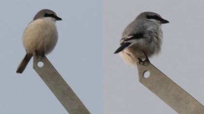 Büyük örümcekkuşu