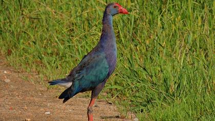 Purple Swamphen
