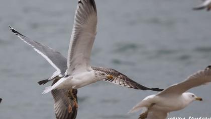 Kuzey gümüş martı