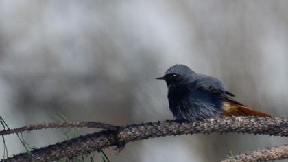 Black Redstart