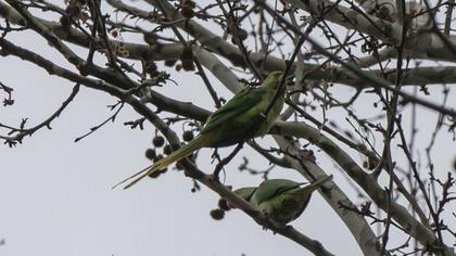 İskender papağanı