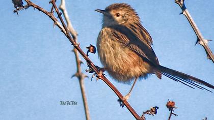 Dikkuyruklu ötleğen
