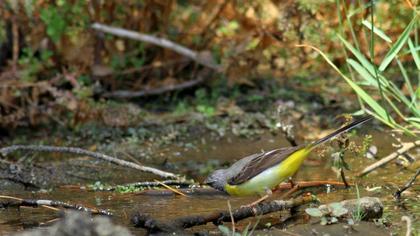 Dağ kuyruksallayanı