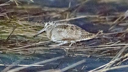 Eurasian Woodcock