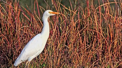 Sığır balıkçılı