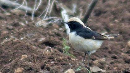 Aksırtlı kuyrukkakan