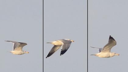 Van gölü martısı