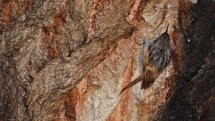 Bahçe tırmaşıkkuşu