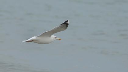 Kuzey gümüş martı