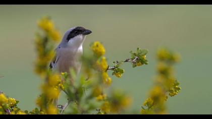 Karaalınlı örümcekkuşu