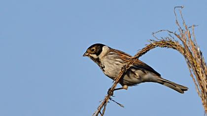 Bataklık Kirazkuşu