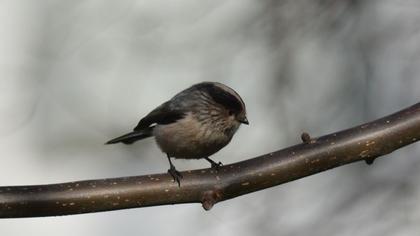 Uzunkuyruklu baştankara