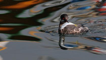 Karaboyunlu batağan