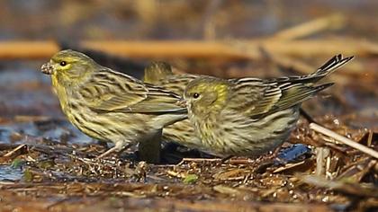 European Serin