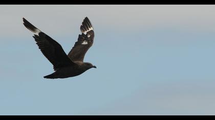 Büyük korsanmartı