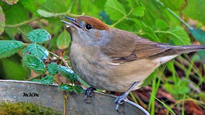 Karabaşlı ötleğen