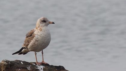 Küçük gümüş martı