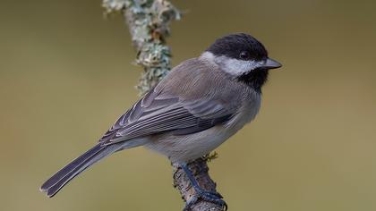 Akyanaklı baştankara