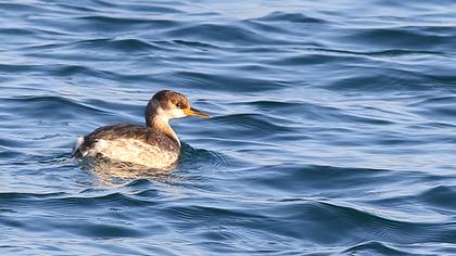 Kızılboyunlu batağan