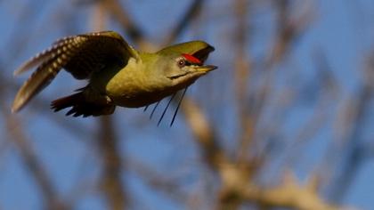 Küçük yeşil ağaçkakan