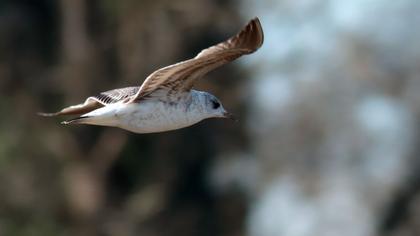 Küçük gümüş martı