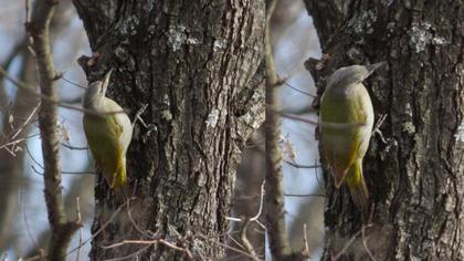 Küçük yeşil ağaçkakan