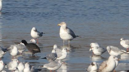 Kuzey gümüş martı