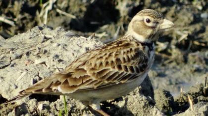 Calandra Lark